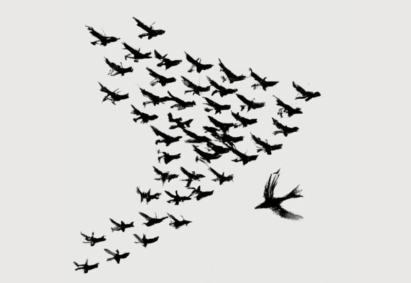 birds-2
